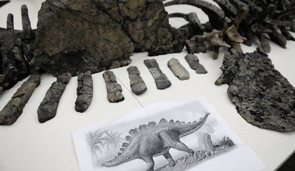 Argentine : découverte des restes du plus grand dinosaure au monde - Sputnik Afrique