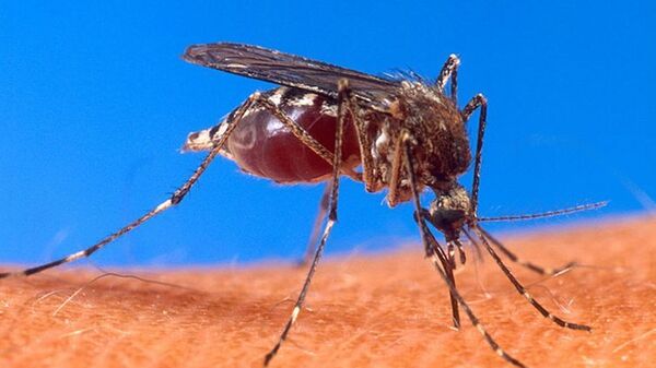 Moustiques OGM, une nouvelle approche qui fait « mâle » au paludisme - Sputnik Afrique