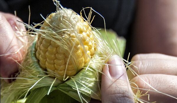 Invasion totale des OGM dans vos assiettes ? Bon appétit ! - Sputnik Afrique