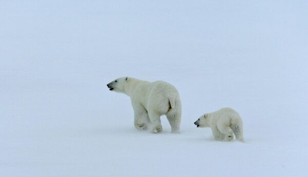Rosneft financera les études des ours blancs en Arctique - Sputnik Afrique