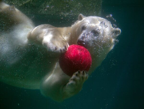 Un ours polaire dans un zoo de Wuppertal. - Sputnik Afrique
