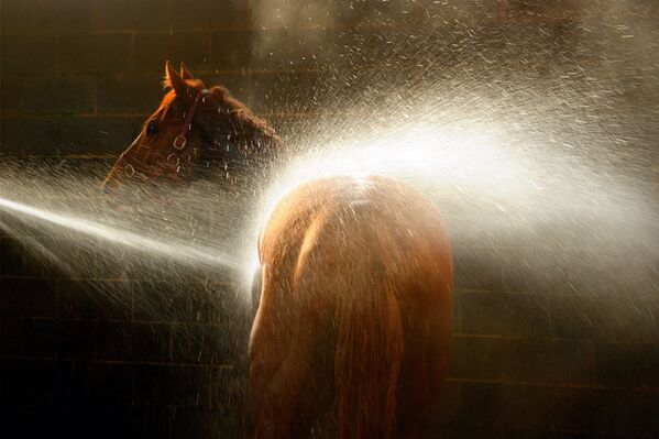 Le cheval nommé Star se baigne après les courses. Ballarat, Australie. - Sputnik Afrique