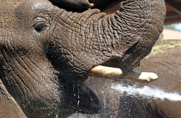 Un éléphant au zoo de Salt Lake City, où une chaleur de 35 degrés s’est installée pendant plusieurs jours. - Sputnik Afrique