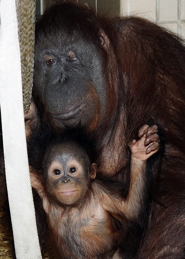 La société zoologique de Chicago a publié des photos du petit orang-outan de 6 mois Kecil et de sa mère de substitution Maggie. - Sputnik Afrique