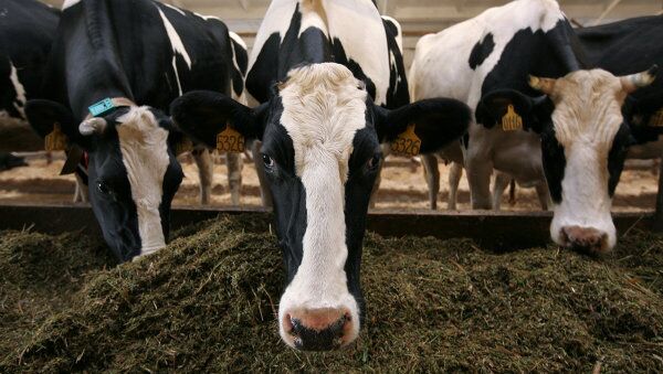 La Russie interdit les importations de viande de boeuf de Roumanie à cause de la maladie de la vache folle - Sputnik Afrique