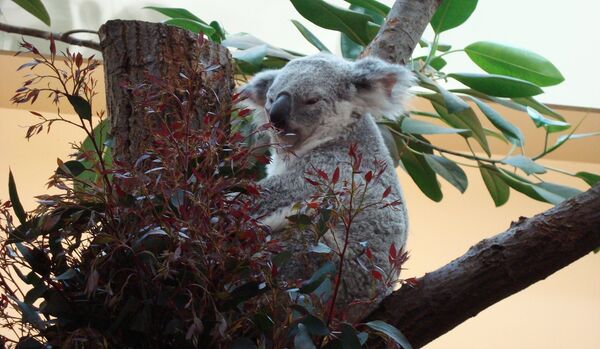 Un koala sauvé par du bouche-à-bouche - Sputnik Afrique