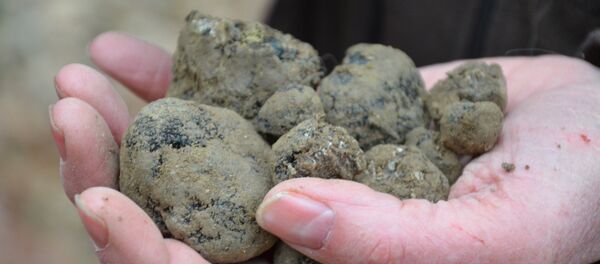 Truffes Truffes - Sputnik Afrique