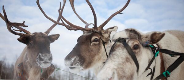 rennes - Sputnik Afrique