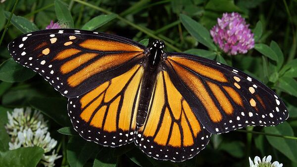 Le secret génétique de la migration du papillon Monarque percé à jour - Sputnik Afrique