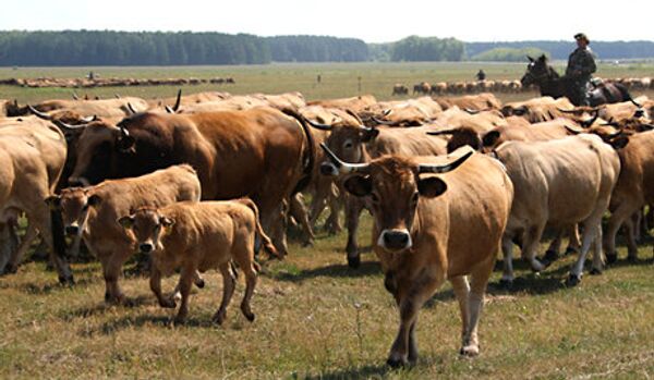 La Russie limite l’importation de bovins de Serbie, de Roumanie et d’Italie - Sputnik Afrique