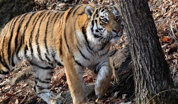 Les aventures du tigre de Sibérie Kouzia en Chine - Sputnik Afrique