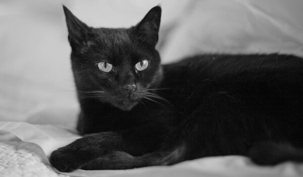 A Budapest, les satanistes en quête de chats noirs pour Halloween - Sputnik Afrique