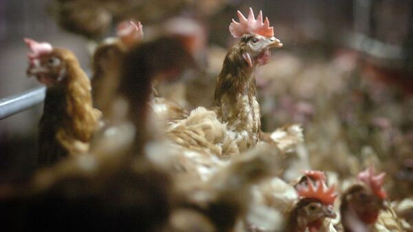 Le virus de la grippe aviaire hautement pathogène découvert aux Pays-Bas - Sputnik Afrique