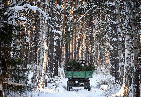 Un district forestier à Novossibirsk stocke des sapins de Noël - Sputnik Afrique