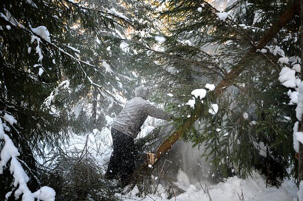 Un district forestier à Novossibirsk stocke des sapins de Noël - Sputnik Afrique