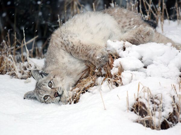 Des jeux de neige et la chasse au lièvre : comment le lynx passe l’hiver à la réserve naturelle de Kronotski - Sputnik Afrique