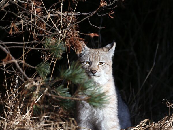 Des jeux de neige et la chasse au lièvre : comment le lynx passe l’hiver à la réserve naturelle de Kronotski - Sputnik Afrique