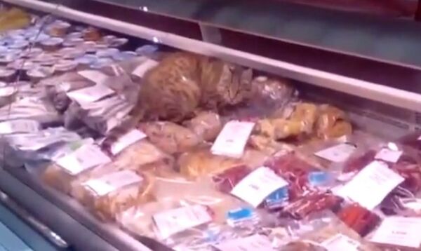 Vladivostok : un chat s’organise un déjeuner au rayon poissonnerie d’un supermarché (Vidéo) - Sputnik Afrique