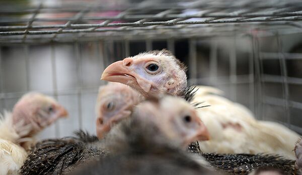 Grippe aviaire : de nouveaux cas détectés en Allemagne - Sputnik Afrique
