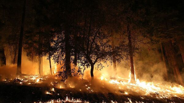 Feux de forêt en Australie: les pompiers dans une course contre la montre - Sputnik Afrique