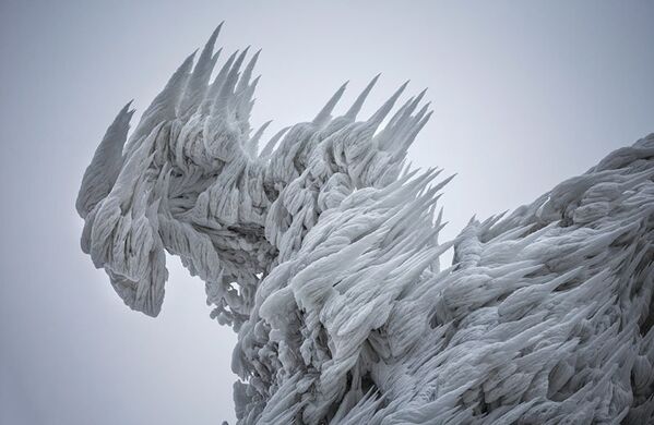 Le photographe Marko Korosec voit un dragon dans ce pin couvert de glace. - Sputnik Afrique
