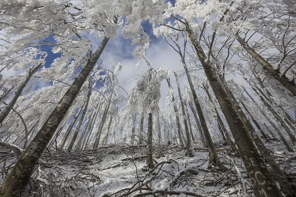 Une forêt dans les montagnes de Slovénie après une tempête glaciale. - Sputnik Afrique