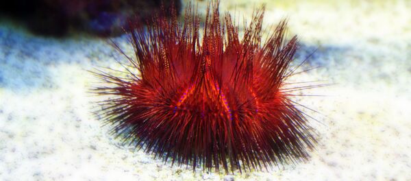 oursin - Sputnik Afrique