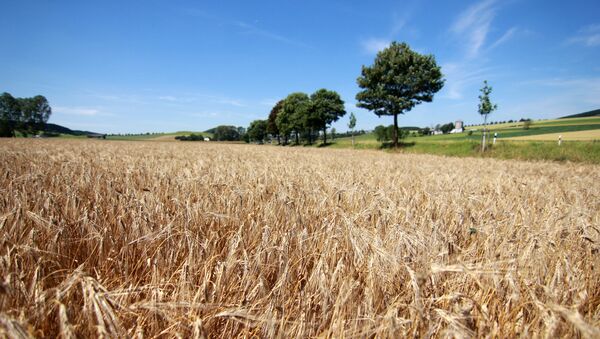 Grain harvest in the fields - Sputnik Afrique