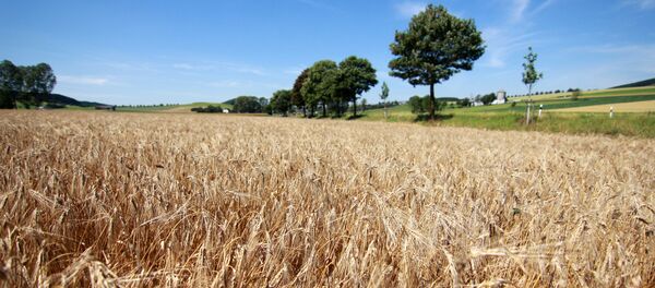 Grain harvest in the fields - Sputnik Afrique