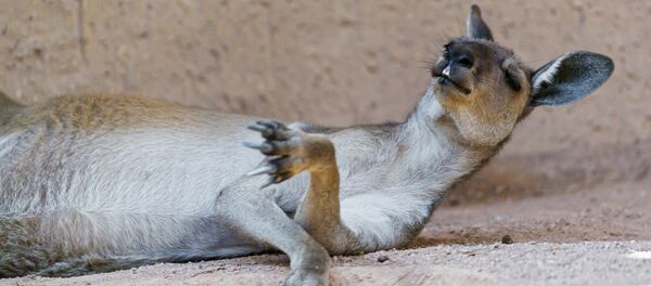 Kangourou - Sputnik Afrique