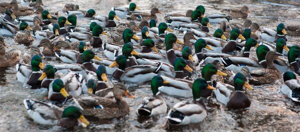 Les canards dans le lac Onega en Carélie - Sputnik Afrique