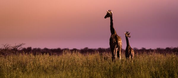 Continent africain - Sputnik Afrique