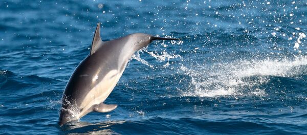 dauphin - Sputnik Afrique