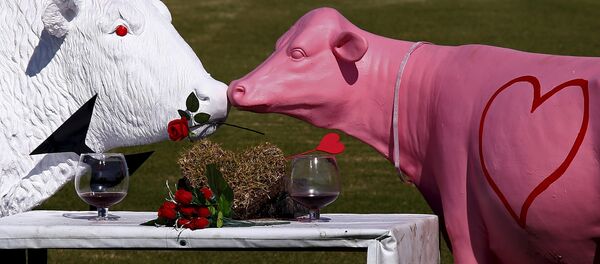 Les sculptures en forme de vaches sont affichées dans un enclos avant de la Saint Valentin à la périphérie de la ville de Nowra, au sud de Sydney, Australie, le 13 Février, 2016 - Sputnik Afrique