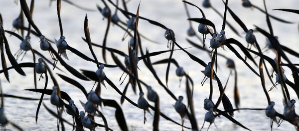 des oiseaux (image d'illustration) - Sputnik Afrique