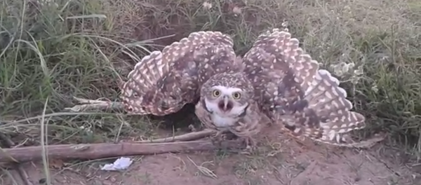 L’oiseau a utilisé son regard hypnotisant afin de protéger son nid. - Sputnik Afrique