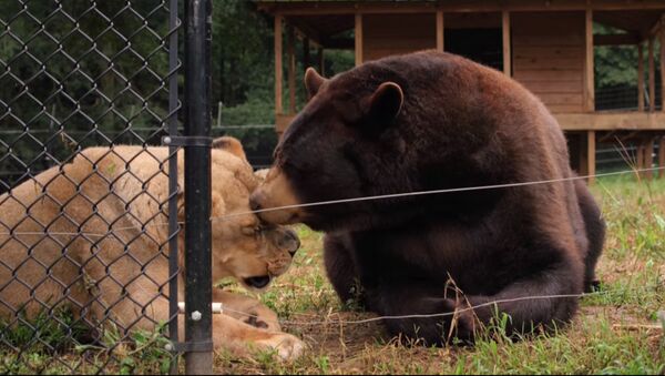 L'ours Baloo et le lion Leo - Sputnik Afrique