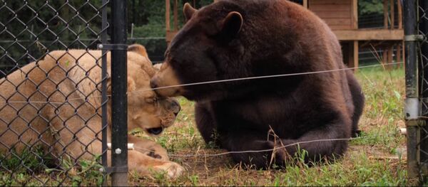 L'ours Baloo et le lion Leo - Sputnik Afrique