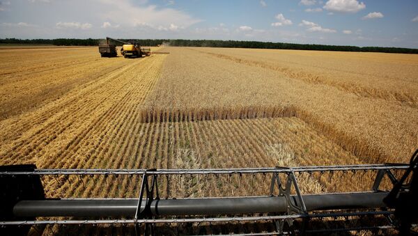 Harvesting wheat at the fields of the Lebyage-Chepiginskoe JSC in Timashevsky District, Krasnodar Territory - Sputnik Afrique