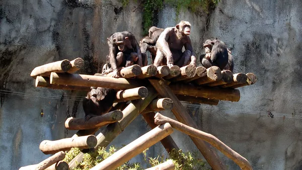 Chimpanzés - Sputnik Afrique