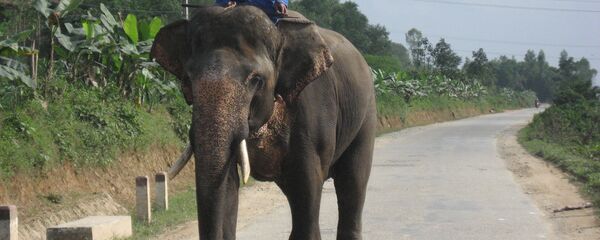 Vietnam - Sputnik Afrique