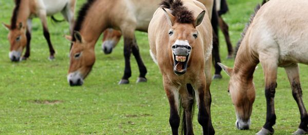 Le retour du cheval de Przewalski Le retour du cheval de Przewalski - Sputnik Afrique