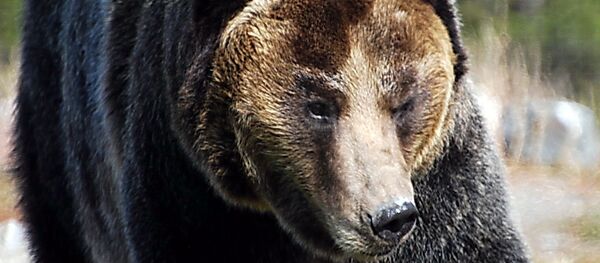 Un ours - Sputnik Afrique