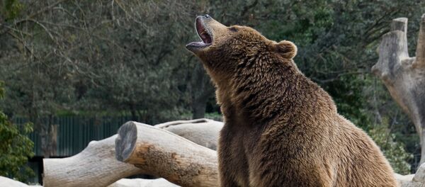 La Russie, cette bête noire prête-à-accuser de l'Occident - Sputnik Afrique