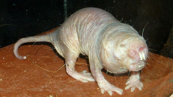 Naked mole rat in a zoo. - Sputnik Afrique