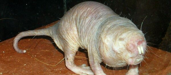 Naked mole rat in a zoo. - Sputnik Afrique