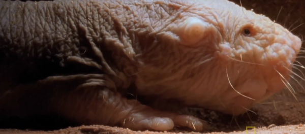 Un rat-taupe nu - Sputnik Afrique