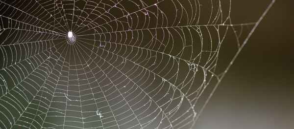 Une araignée - Sputnik Afrique