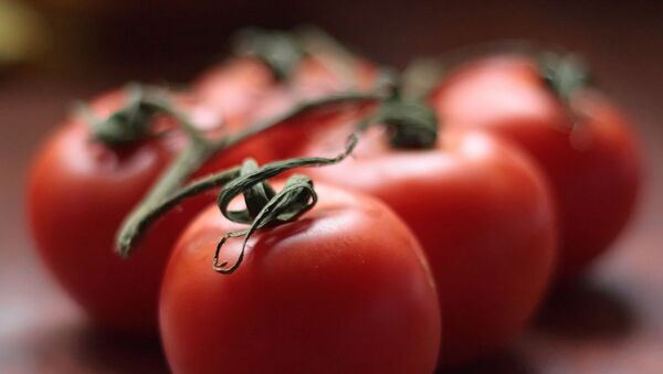 Des tomates japonaises poussent dans le pergélisol en Sibérie - Sputnik Afrique