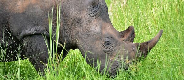 rhinocéros - Sputnik Afrique